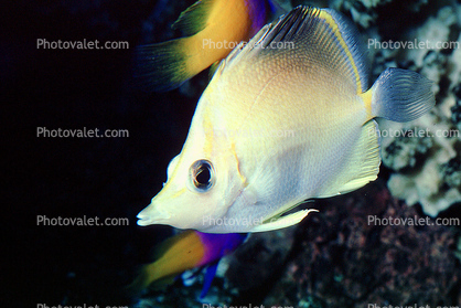 Angelfish, Butterflyfish