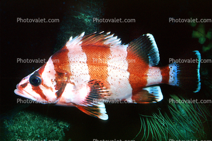 Tiger Rockfish, (Sebastes nigrocinctus), Scorpaeniformes, Scorpaenoidei, Scorpaenidae, banded, black-banded