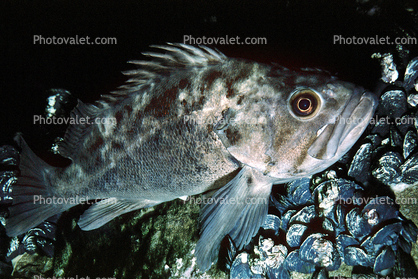Brown rockfish, (Sebastes auriculatus), Scorpaeniformes, Sebastidae