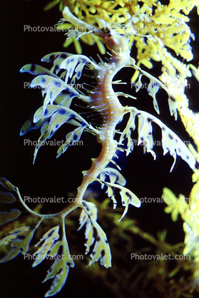 Seahorse, Leafy seadragon, (Phycodurus eques), Syngnathiformes, Syngnathidae, Camouflage, Seaweed, Biomimicry