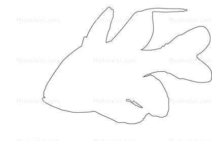 Orbiculate Cardinalfish outline, (Apogon orbicularis), Perciformes, Percoidei, Percoidea, Apogonidae, line drawing, shape