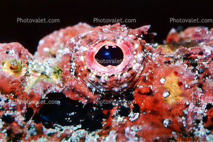 Deadly Stonefish, Reef Stonefish, (Synanceia verrucosa), Scorpaeniformes, Synanceiidae, venomous, scorpionfish, venemous