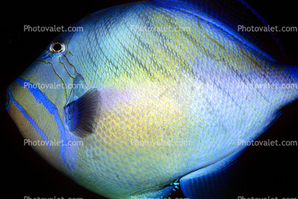 Queen Triggerfish, (Balistes vetula), Tetraodontiformes, Balistidae, Atlantic Ocean