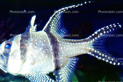 Banggai Cardinalfish, (Pterapogon kauderni), Perciformes, Apogonidae, endangered