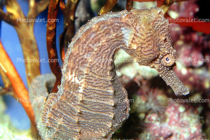 Longsnout Seahorse, (Hippocampus reidi), Gasterosteiformes, Syngnathidae