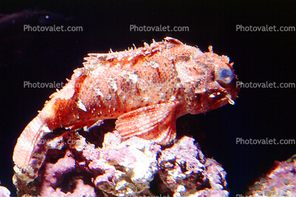 Scorpionfish (Scorpaena brasiliensis), Barbfish, Scorpaeniformes, Scorpaenidae
