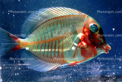 Surgeonfish, (Acanthurus japonicus), Acanthuridae