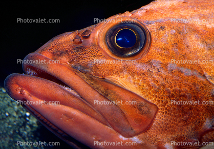 Red Rockfish Face, Eyes, Lips, Mouth