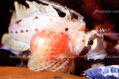 Sailfin Sculpin, (Nautichthys oculofasciatus), Scorpaeniformes, Hemitripteridae, Demersal, eyes