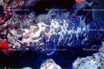 Grouper, Maldives