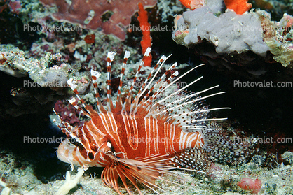 Lionfish, Maldives, Scorpaeniformes, Scorpaenidae, scorpionfish, venemous