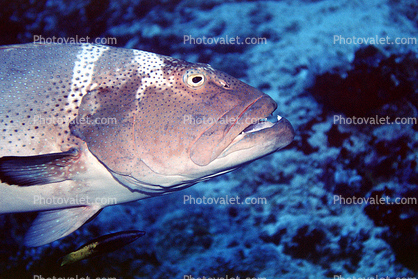 Grouper, Maldives