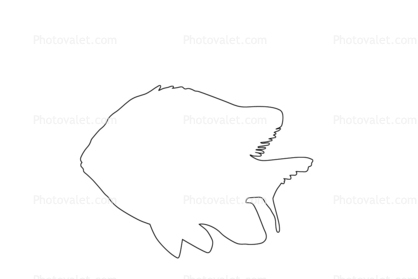 Garibaldi, Hypsypops rubicundus, Perciformes, Pomacentridae, Outline, line drawing, shape
