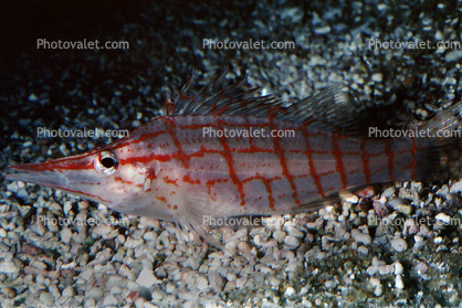 Longnosed hawkfish, (Oxycirrhites typus), Perciformes, Cirrhitidae, eyes