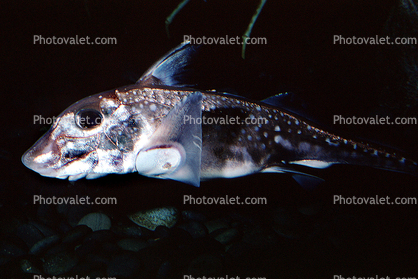 Spotted Ratfish, (Hydrolagus colliei), Chondrichthyes ...