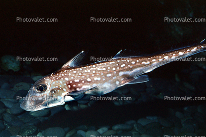 Spotted Ratfish, (Hydrolagus colliei), Chondrichthyes ...
