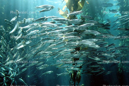 Sardine school