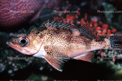 Rosey Rockfish
