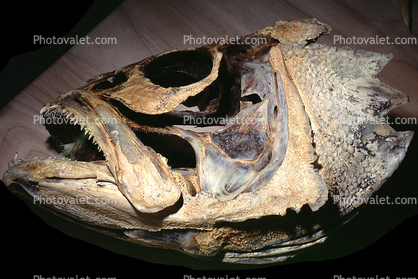 Fish head skeleton, skull