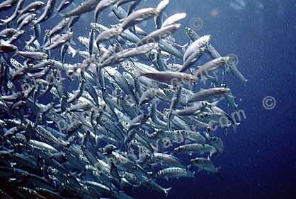 sardine school