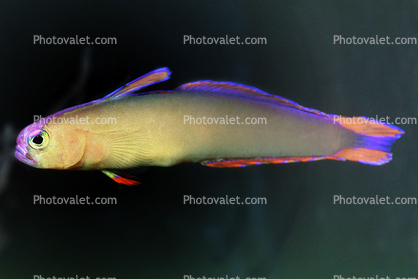 Purple Firefish, (Nemateleotris decora), Perciformes, Microdesmidae, Gobiidae, Goby, dartfish