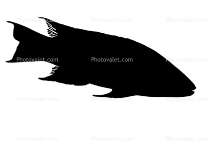 Spanish Hogfish silhouette, (Bodianus rufus), [Labridae], Wrasse, Perciformes, logo, shape