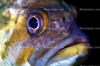 Vermilion rockfish, (Sebastes miniatus), Scorpaeniformes, Sebastidae, vermilion seaperch, red snapper, and red rock cod, eyes