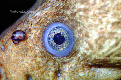 California Moray Eel, (Gymnothorax mordax), Anguilliformes, Muraenidae, eyes