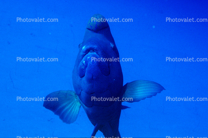 Humphead Wrasse, Red Sea, (Cheilinus undulatus), Perciformes, Labridae, Napoleon Fish