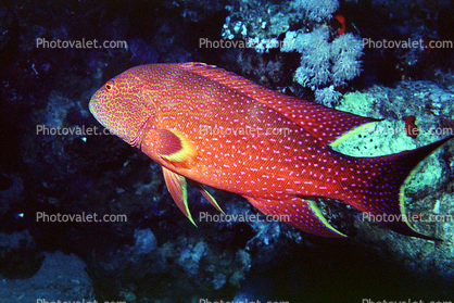 Jewel Grouper, Red Sea