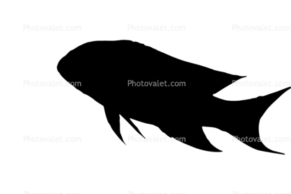 Jewel Grouper Silhouette, logo, shape