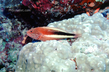 Forsters Hawkfish, Red Sea