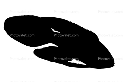 Marine Betta Grouper, (Calloplesiops altivelis), Perciformes, Plesiopidae, Silhouette, shape, logo