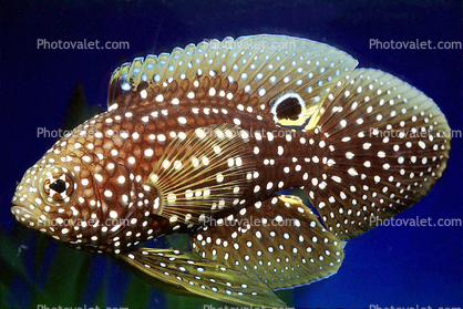 Marine Betta Grouper, (Calloplesiops altivelis), Perciformes, Plesiopidae, eyes