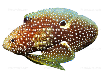 Marine Betta Grouper, (Calloplesiops altivelis), Perciformes, Plesiopidae, photo-object, object, cut-out, cutout