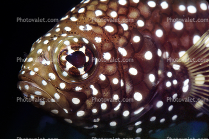 Marine Betta Grouper, (Calloplesiops altivelis), Perciformes, Plesiopidae, eyes