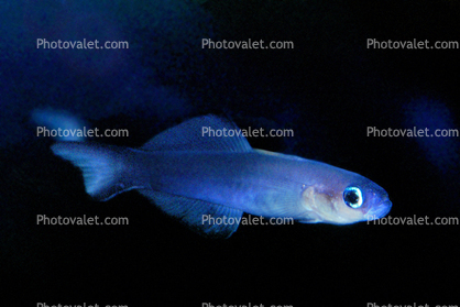 Scissortail Goby (Ptereleotris evides), Perciformes, Ptereleotridae, Dartfish