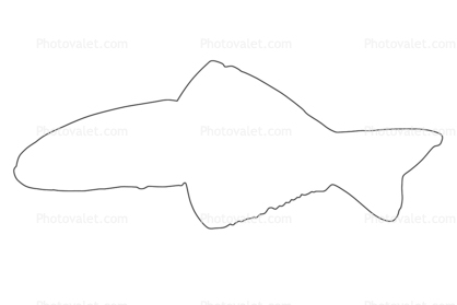 Scissortail Goby outline, (Ptereleotris evides), Perciformes, Ptereleotridae, Dartfish, line drawing, shape