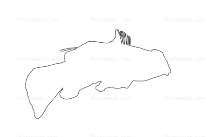 Mandarinfish Outline, (Synchiropus splendidus), Perciformes, Callionymidae, dragonet, line drawing, shape