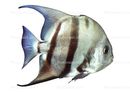 Atlantic Spadefish (Chaetodipterus faber), Perciformes, Ephippidae, photo-object, object, cut-out, cutout