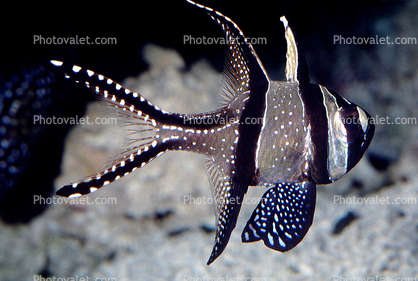 Banggai Cardinalfish, (Pterapogon kauderni), Perciformes, Apogonidae, endangered
