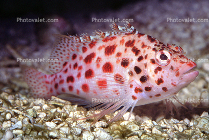 Coral hawkfish, (Cirrhitichthys oxycephalus), Perciformes, Cirrhitidae, eyes