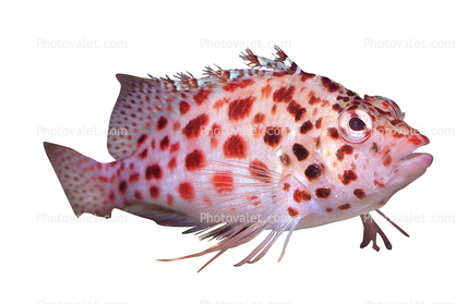 Coral hawkfish, (Cirrhitichthys oxycephalus), Perciformes, Cirrhitidae, photo-object, object, cut-out, cutout