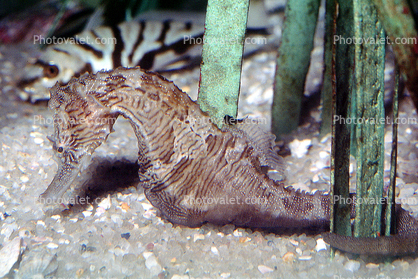 West Australian seahorse, (Hippocampus subelongatus), Gasterosteiformes, Syngnathidae