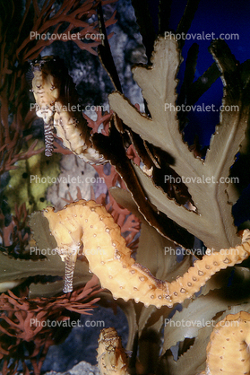West Australian seahorse, (Hippocampus subelongatus), Gasterosteiformes, Syngnathidae