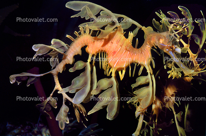 Leafy SeaDragon, (Phycodurus eques), Syngnathiformes, Syngnathidae, Syngnathinae, sea dragon, Biomimicry