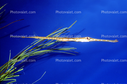 Red Flame Pipefish, (Dunckerocampus baldwini), Syngnathiformes, eelgrass, seagrass