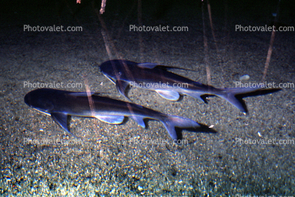 Sea Catfish, (Arius felis)