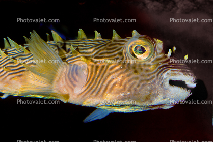 Striped Burrfish (Chilomycterus schoepfi), eyes