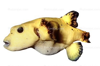 Golden Puffer, (Arothron meleagris), Tetraodontiformes, Tetraodontidae, photo-object, object, cut-out, cutout, pufferfish